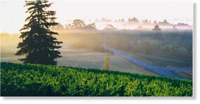 Mid Willamette Valley wine country