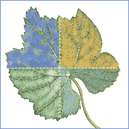 Leaf image - By Seasons and Regions - Wine Country Events