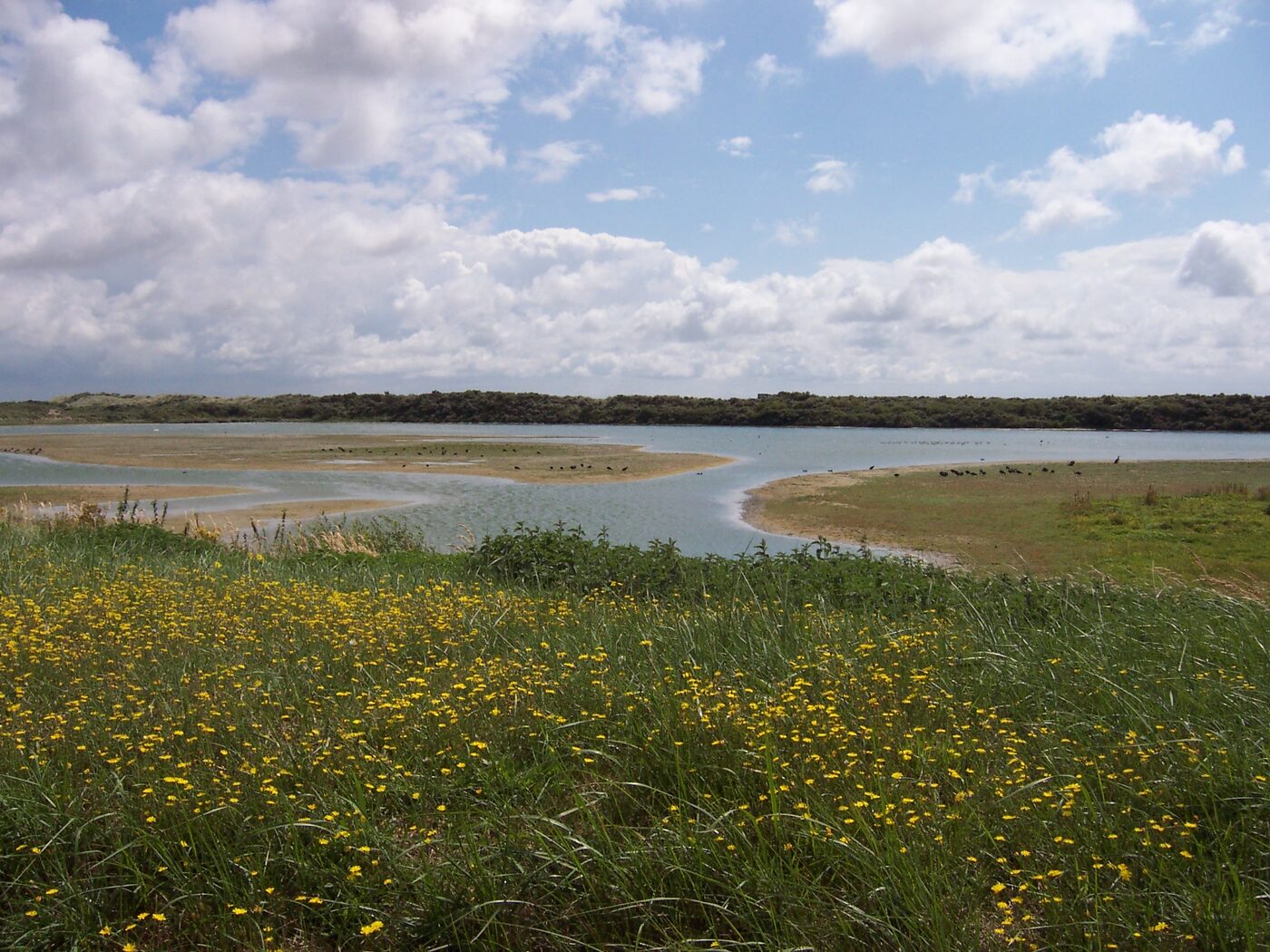 Les étangs et les oiseaux du parc ornithologique du Marquenterre, sur la bordure nord de la Baie de Somme