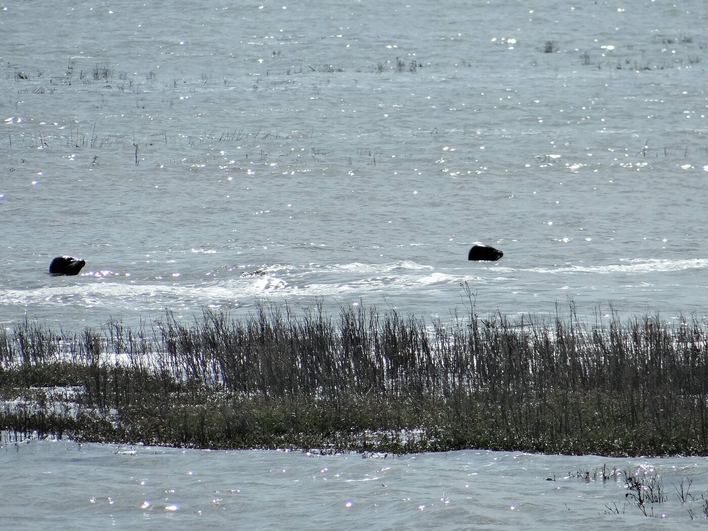 Deux phoques veaux-marins dans les eaux de la Baie de Somme