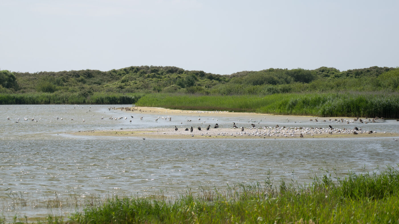 Mollières et prés salés de la réserve naturelle nationale de la Baie de Somme, la Camargue du Nord