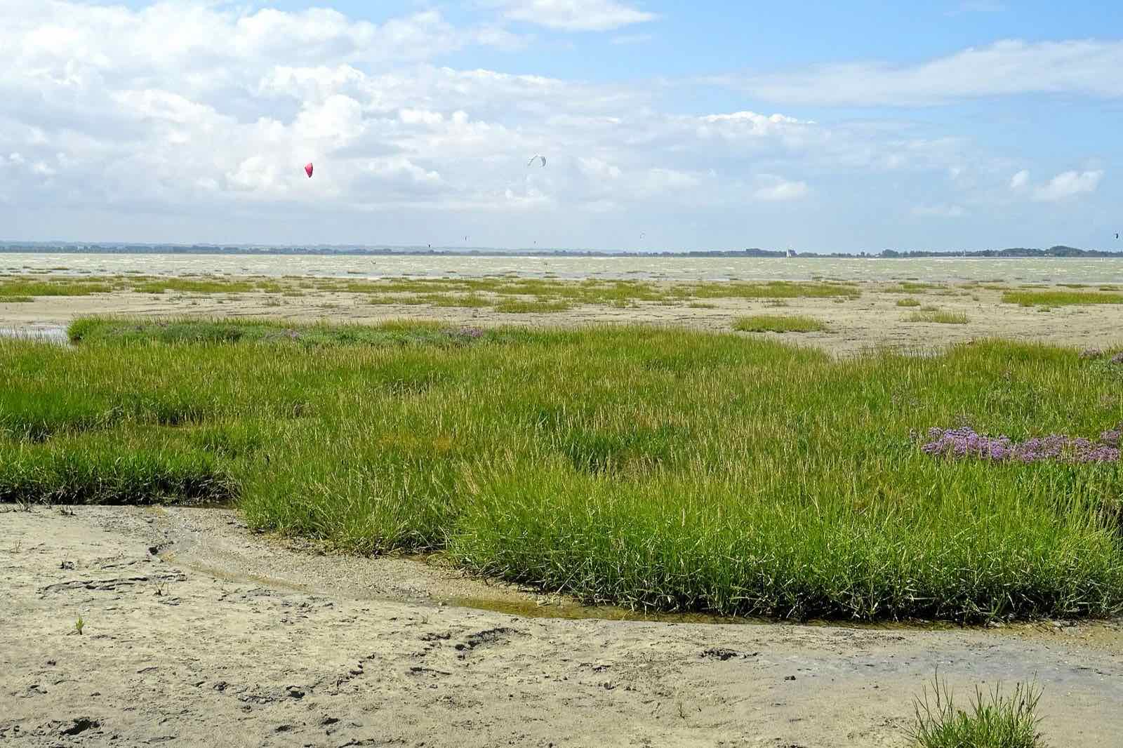 Mollières du Crotoy à marée basse, prés salés verts devant l'estran de sable de la baie de Somme