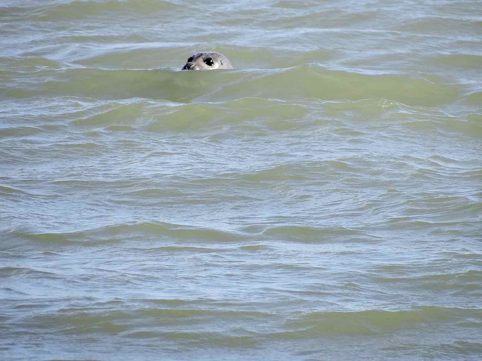 Phoque veau-marin la tête hors de l'eau dans la baie de Somme, à marée haute