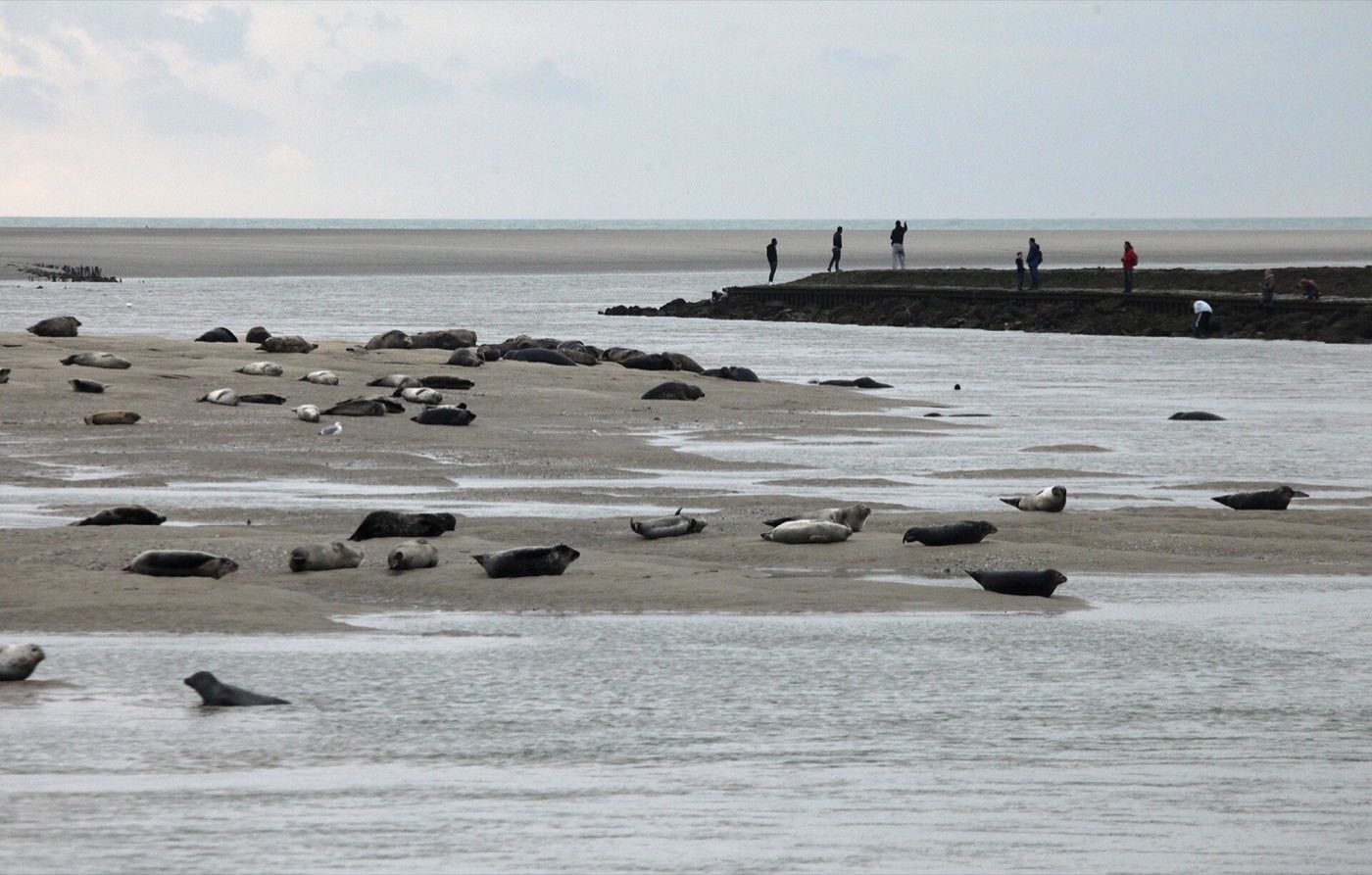 Groupe de phoques veaux-marins au repos sur un banc de sable de la baie d'Authie, avec des promeneurs sur la digue au fond