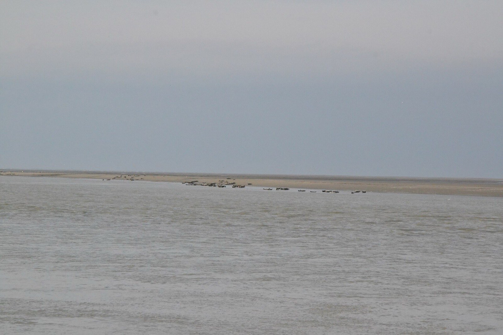 Colonie de phoques veaux-marins alignés sur un banc de sable lointain dans la baie de Somme
