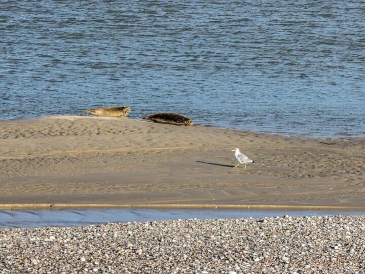 Voir les phoques en baie de Somme : 5 spots et la bonne marée